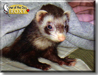 Roxy, the Pet of the Day
