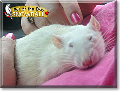 Snowball, the Pet of the Day