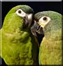 Bacio, Bella
