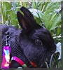 Widget