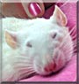 Snowball