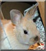 Hunny Bunny