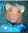 Dottie