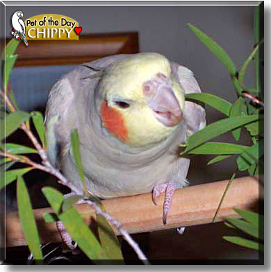 Chippy, the Pet of the Day