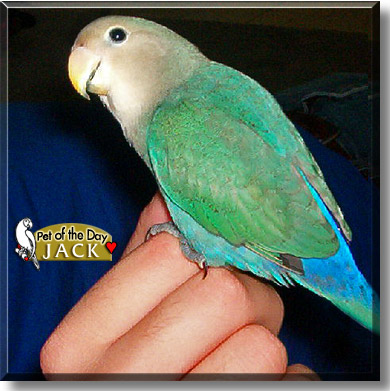Jack, the Pet of the Day
