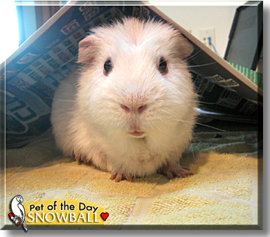 Snowball, the Pet of the Day