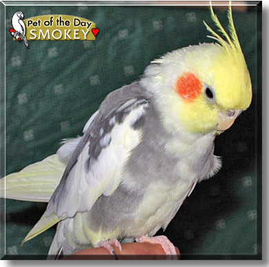 Smokey, the Pet of the Day