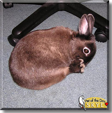 Skye, the Pet of the Day