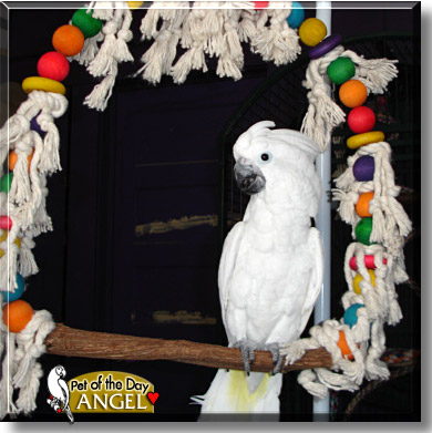 Angel, the Pet of the Day