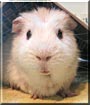 Snowball