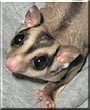 Meeko