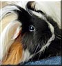 Elvis