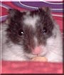 Buddy