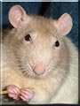 Ratlee