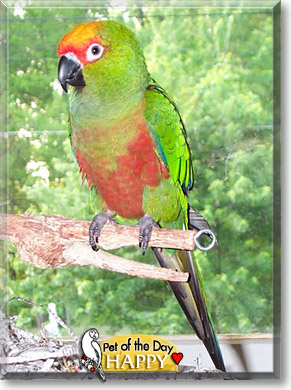 Happy, the Pet of the Day