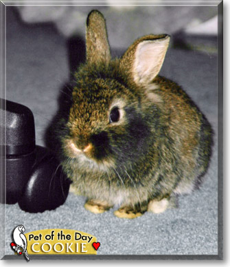 Cookie, the Pet of the Day Cookie, the Pet of the Day