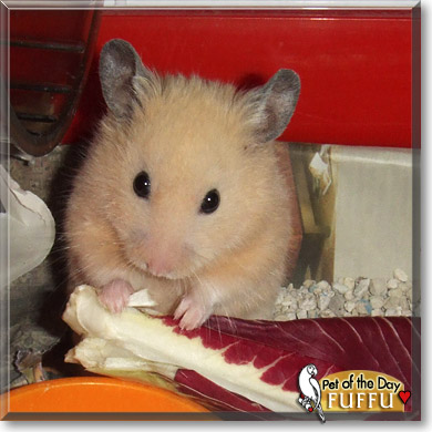 Fuffu, the Pet of the Day