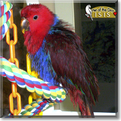 Isis, the Pet of the Day