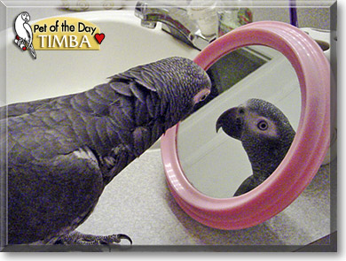 Timba, the Pet of the Day