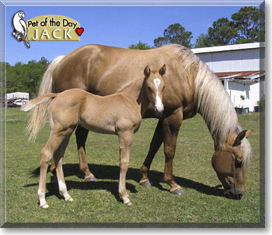 Jack, the Pet of the Day Jack, the Pet of the Day