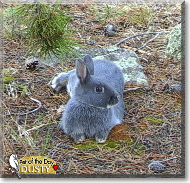 Dusty, the Pet of the Day