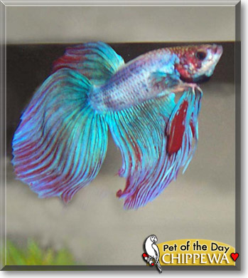 Chippewa, the Pet of the Day
