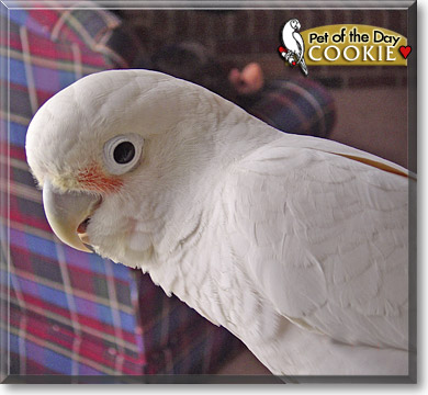 Cookie, the Pet of the Day