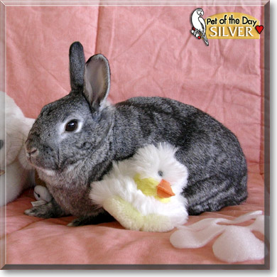 Silver, the Pet of the Day