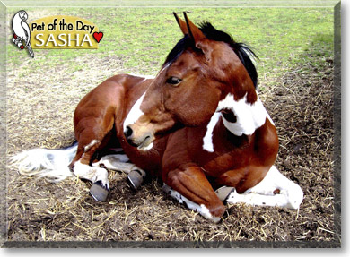 Sasha, the Pet of the Day