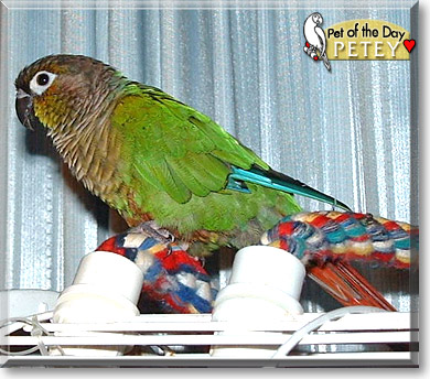 Petey, the Pet of the Day