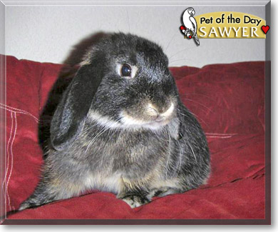 Sawyer, the Pet of the Day