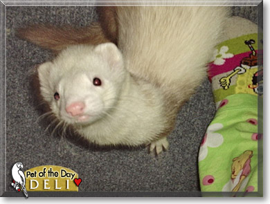 Deli, the Pet of the Day