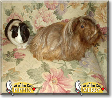 Merry, Pippin, the Pet of the Day