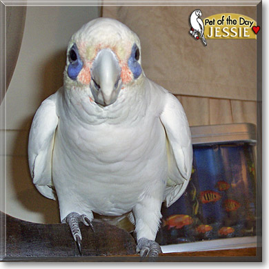 Jessie, the Pet of the Day