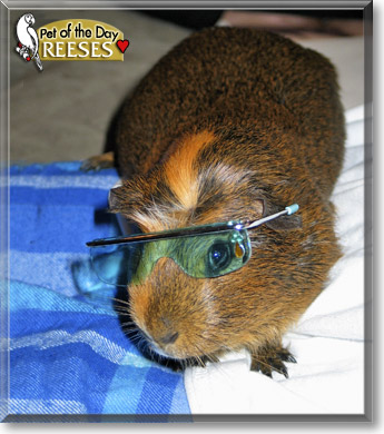 Reeses, the Pet of the Day