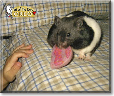 Oreo, the Pet of the Day