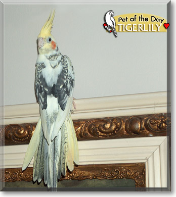 Tigerlilly, the Pet of the Day