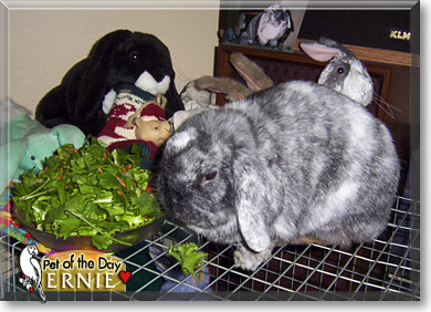 Ernie, the Pet of the Day