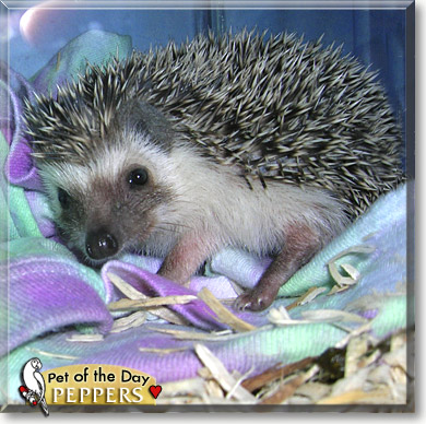 Peppers, the Pet of the Day