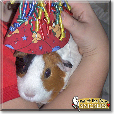 Snickers, the Pet of the Day