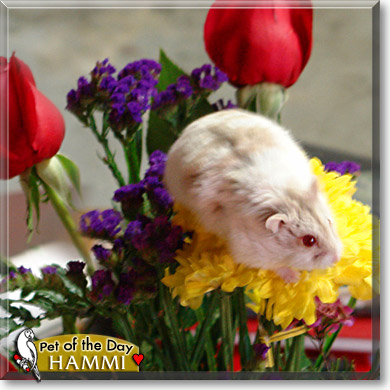 Hammi, the Pet of the Day