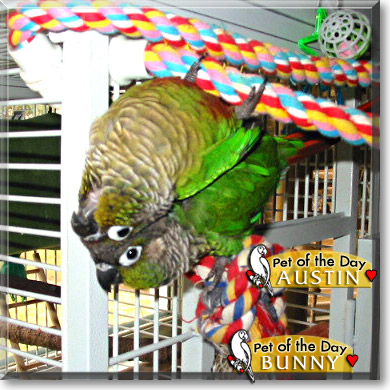 Austin, Bunny , the Pet of the Day Austin, Bunny, the Pet of the Day