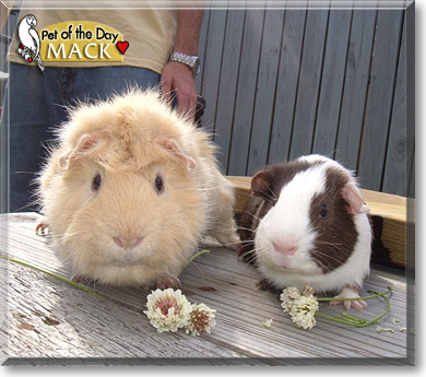 Mack, the Pet of the Day