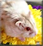 Hammi