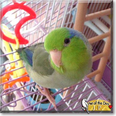 J. P., the Pet of the Day J.P., the Pet of the Day