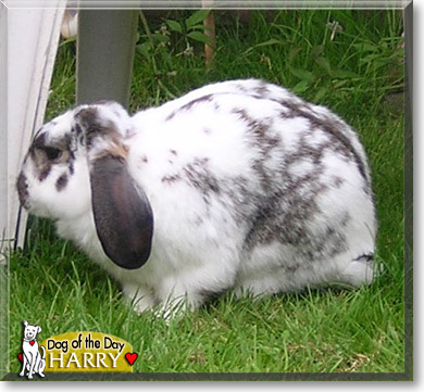 Harry, the Pet of the Day Harry, the Pet of the Day