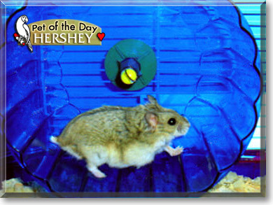 Hershey, the Pet of the Day Hershey, the Pet of the Day