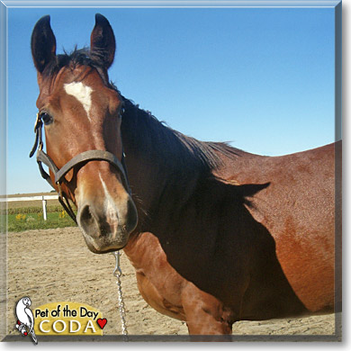 Coda, the Pet of the Day Coda, the Pet of the Day