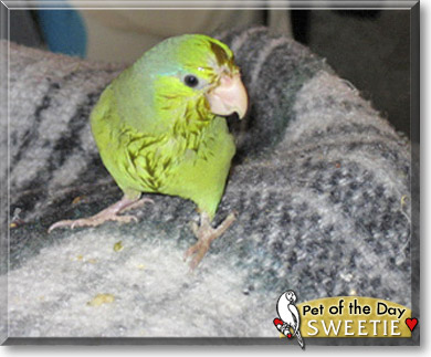 Sweetie, the Pet of the Day Sweetie, the Pet of the Day