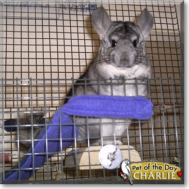 Charlie, the Pet of the Day Charlie, the Pet of the Day